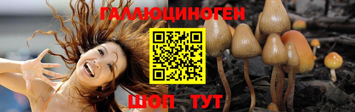 Псилоцибиновые грибы Psilocybine cubensis Лесной
